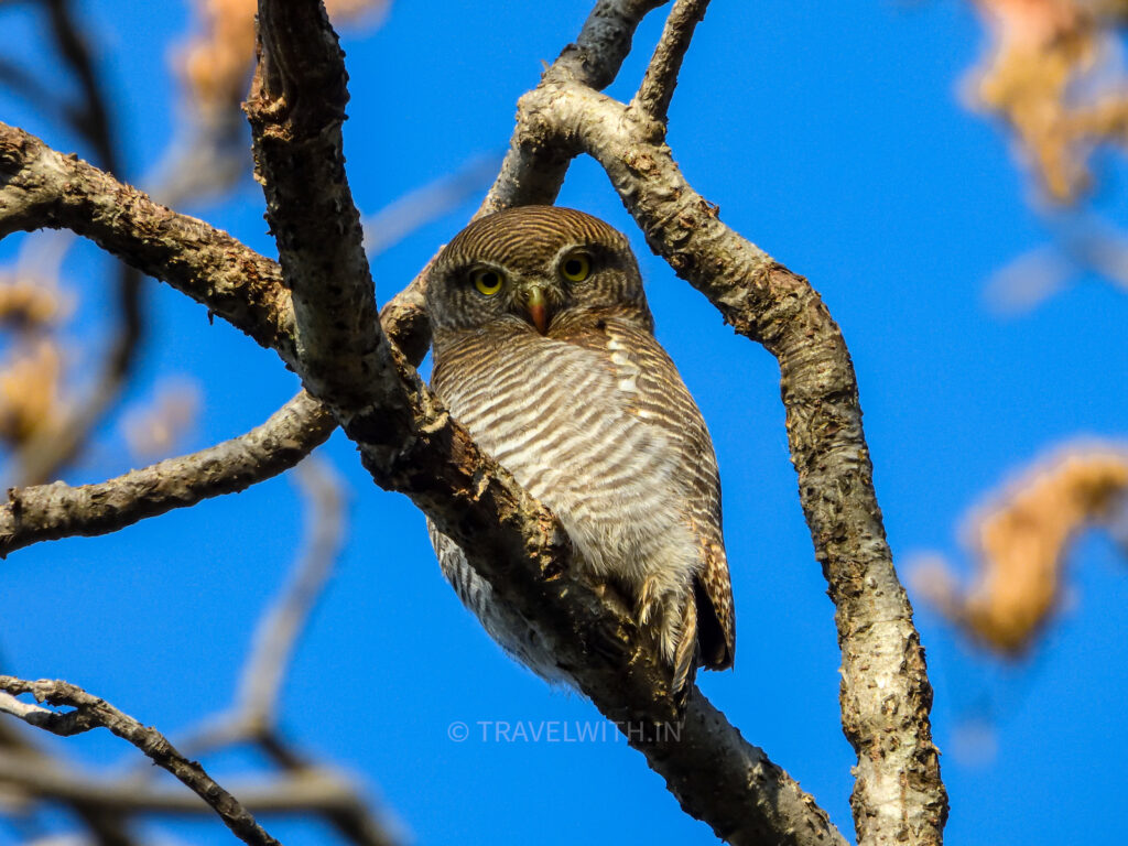 rajaji-national-park-asian-barred-owlet-birdwatching-travelwith