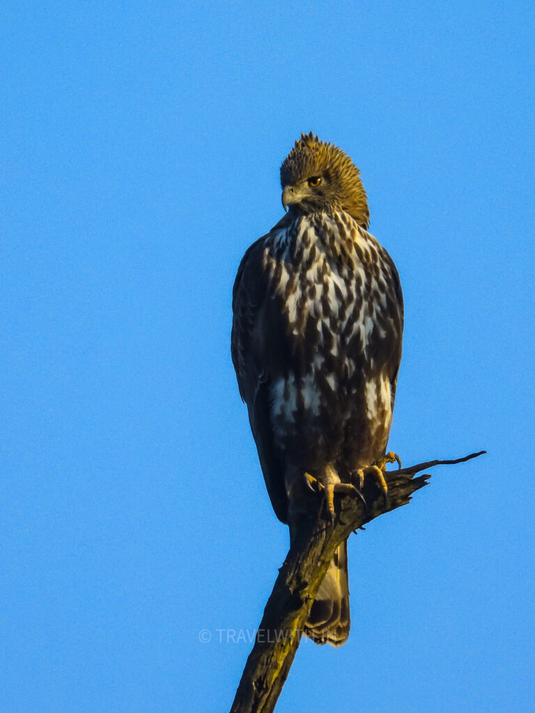 rajaji-national-park-crested-hawk-eagle-travelwith