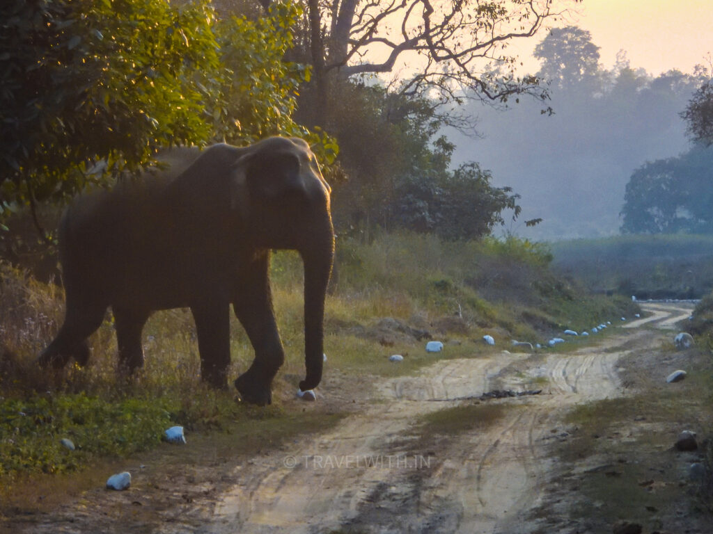 rajaji-national-park-elephant-crossing-road-travelwith