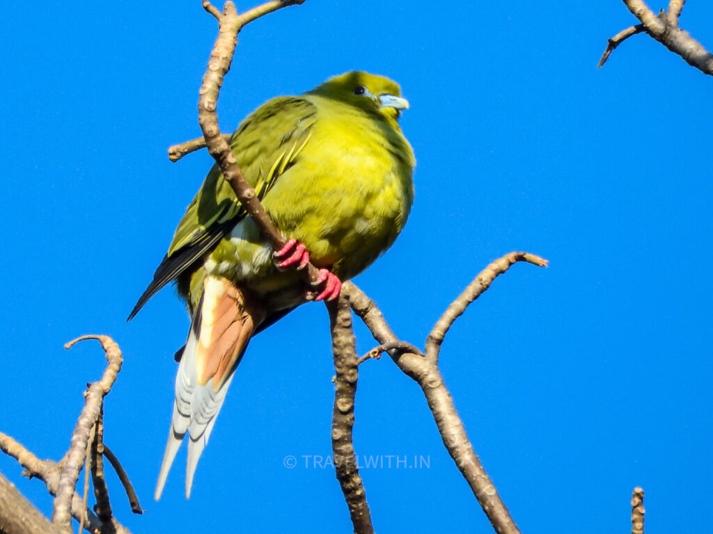 rajaji-national-park-pin-tailed-green-pigeon-travelwith