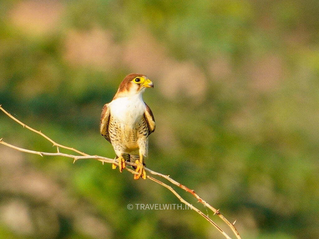 ramathra-fort-red-necked-falcon-travelwith