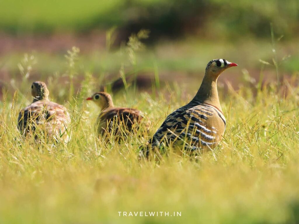 ramathra-painted-sandgrouse-wilderness-drive-travelwith