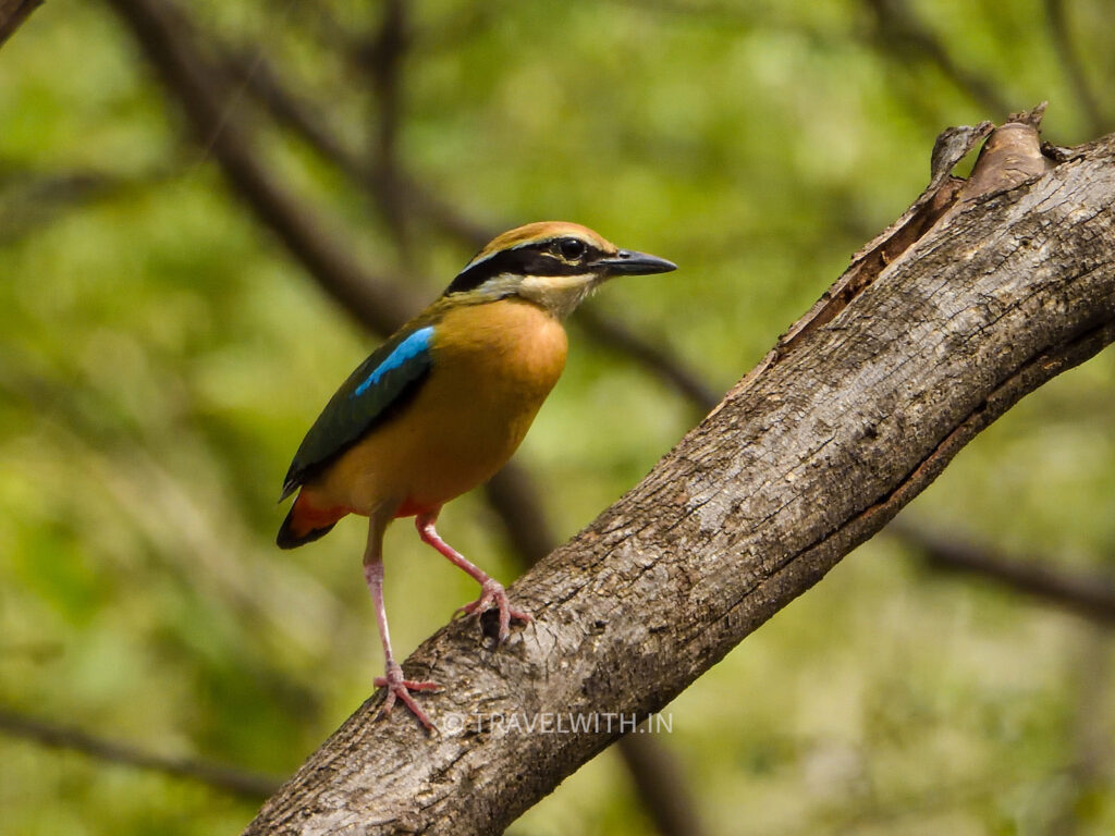 ranthambore-indian-pitta-birdwatching-travelwith