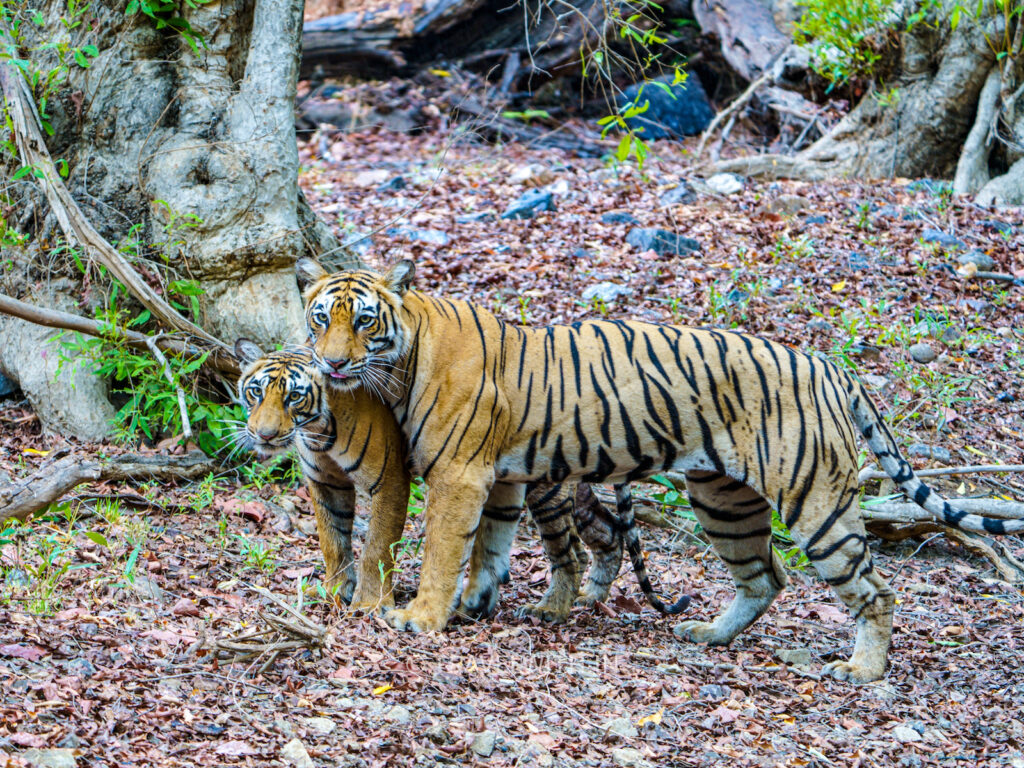 ranthambore-tiger-safari-travelwith