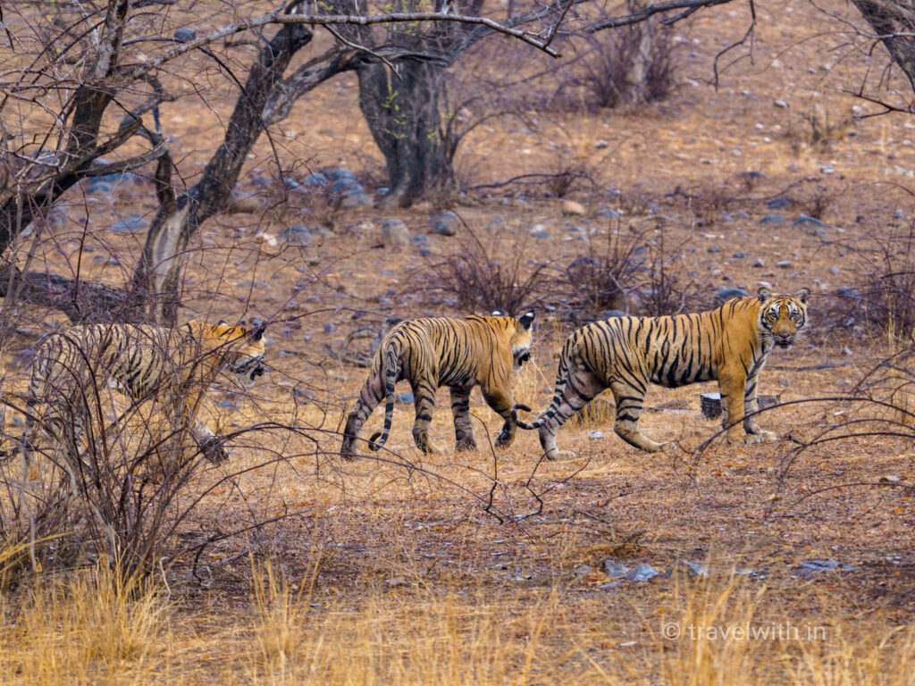 ranthambore-tigress-with-cubs-travelwith