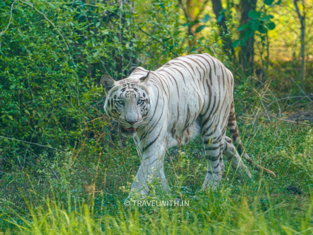 sanjay-dubri-mohan-white-tiger-travelwith