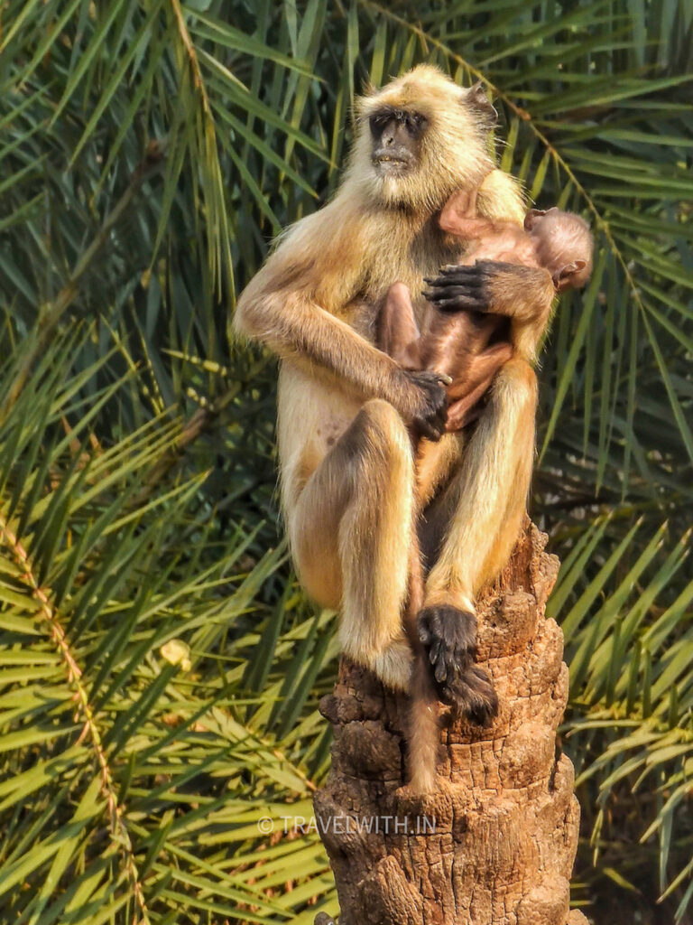 sariska-national-park-langur-baby-monkey-travelwith