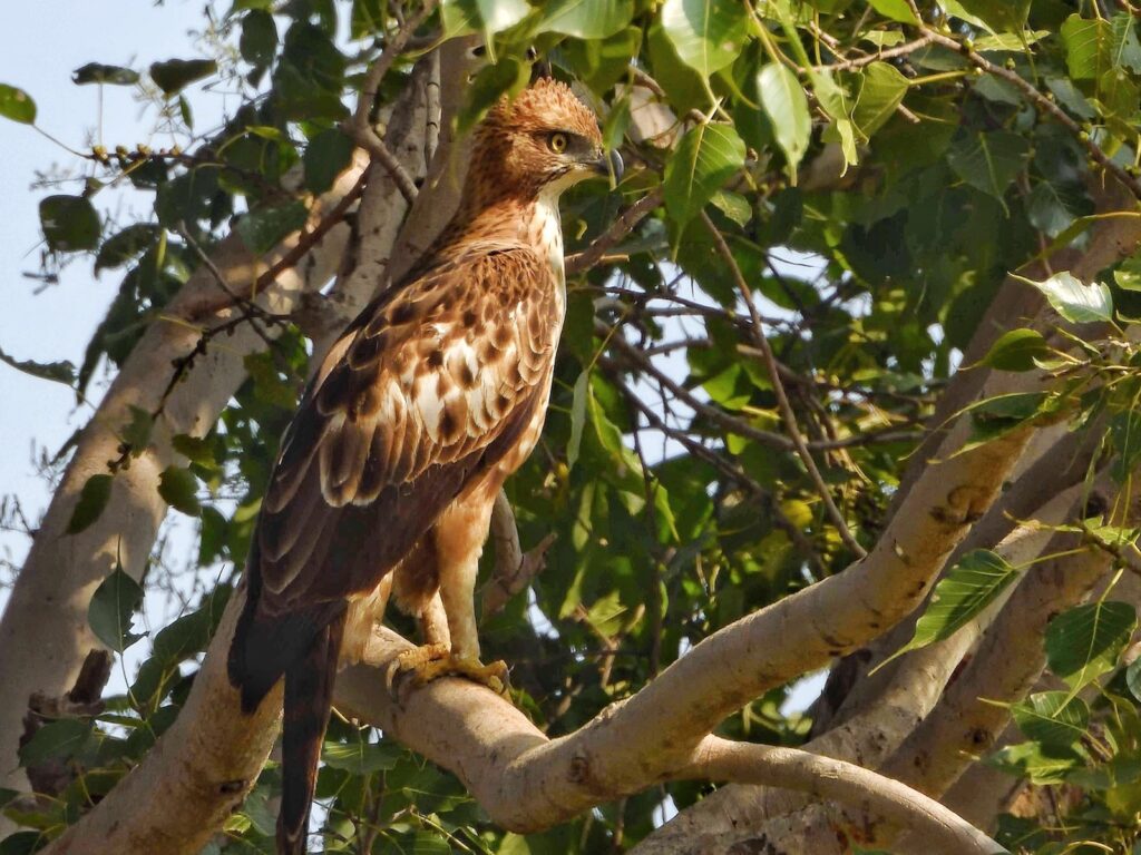 satpura-crested-hawk-eagle-birdwatching-travelwith