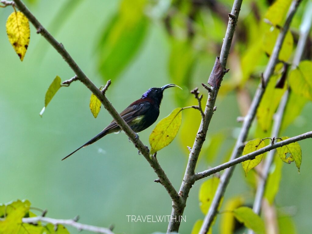 sattal-lake-birding-black-throated-sunbird-travelwith