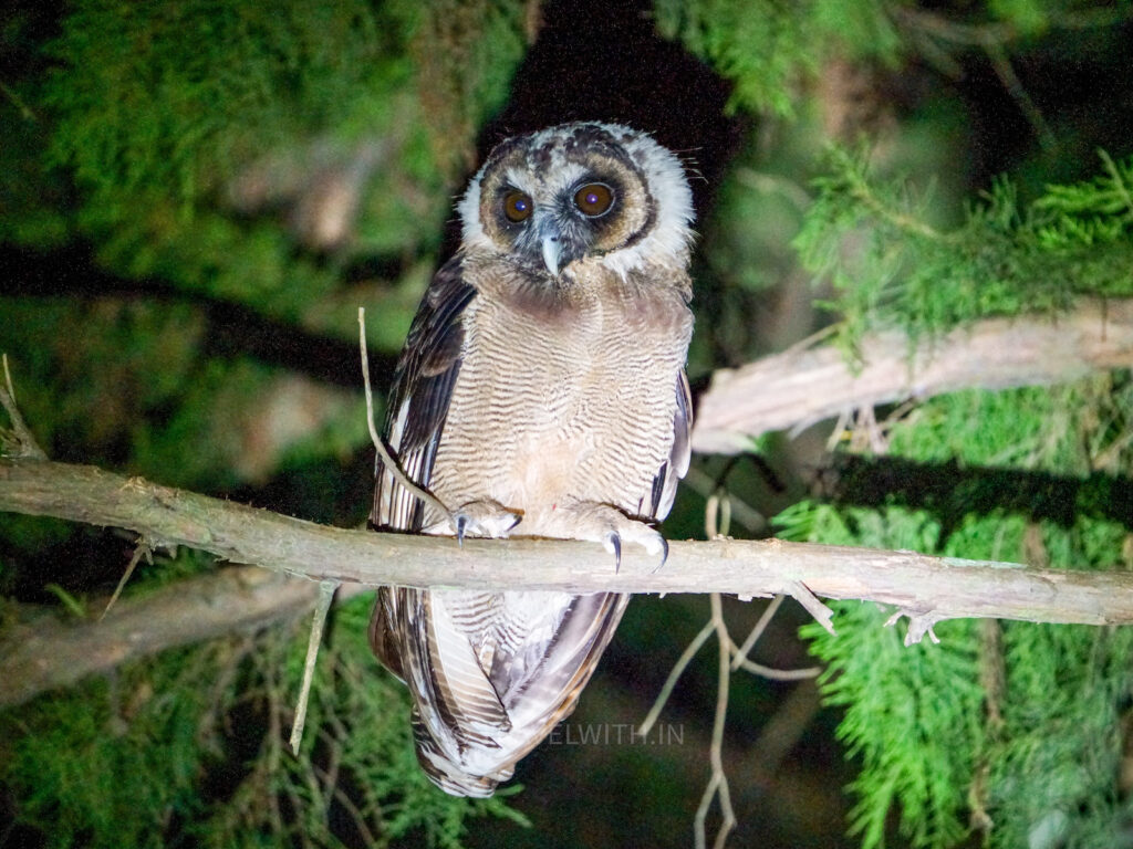 sattal-uttarakhand-birdwatching-brown-wood-owl-travelwith