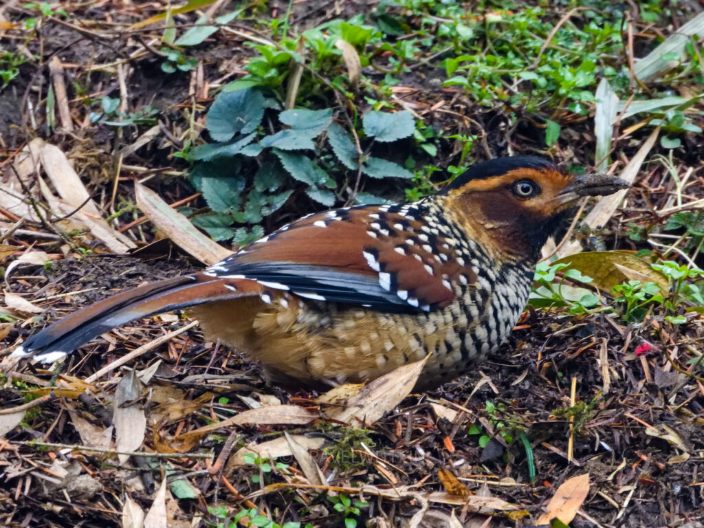 singalila-national-park-birding-spotted-laughingthrush-travelwith