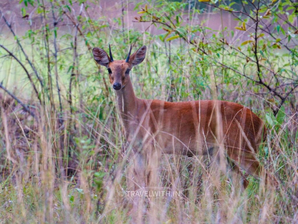 tadoba-four-horned-antelope-chausingha-travelwith