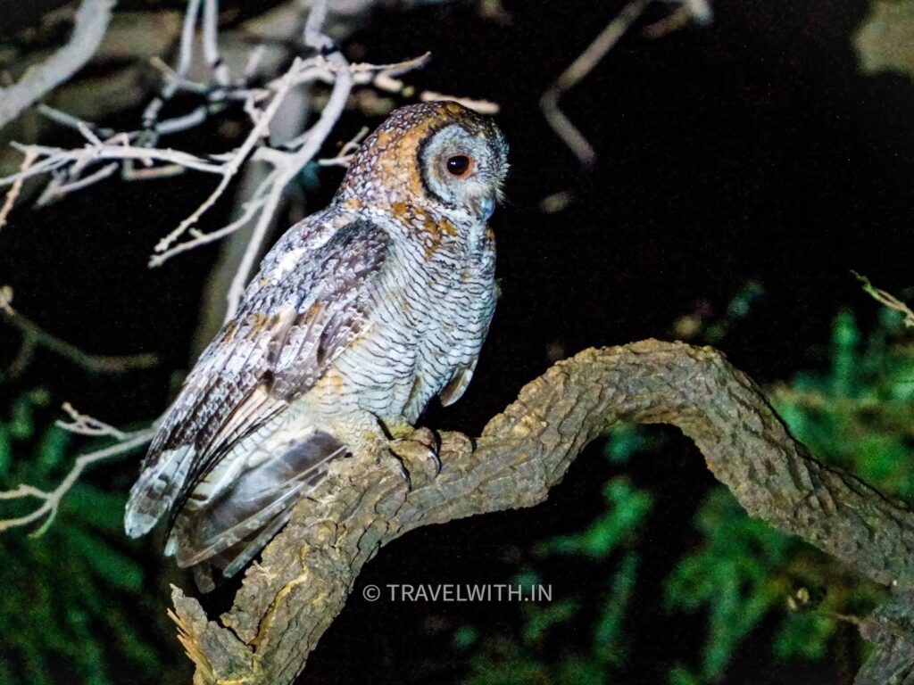 tadoba-national-park-mottled-wood-owl-birdwatching-travelwith