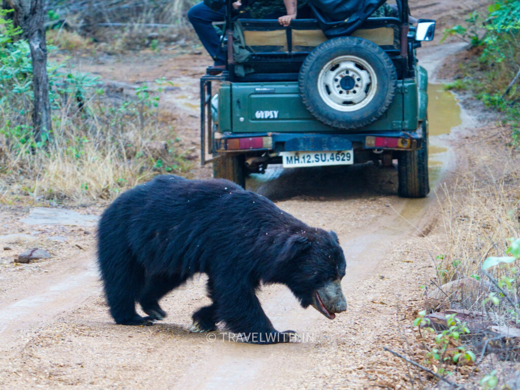 tadoba-national-park-sloth-bear-safari-travelwith