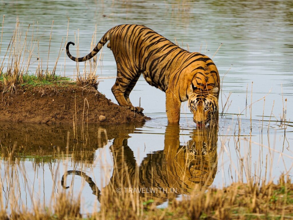 tadoba-national-park-tiger-sightings-buffer-zones-travelwith
