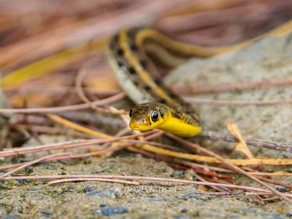 tadoba-snakes-herping-buff-striped-keelback-travelwith