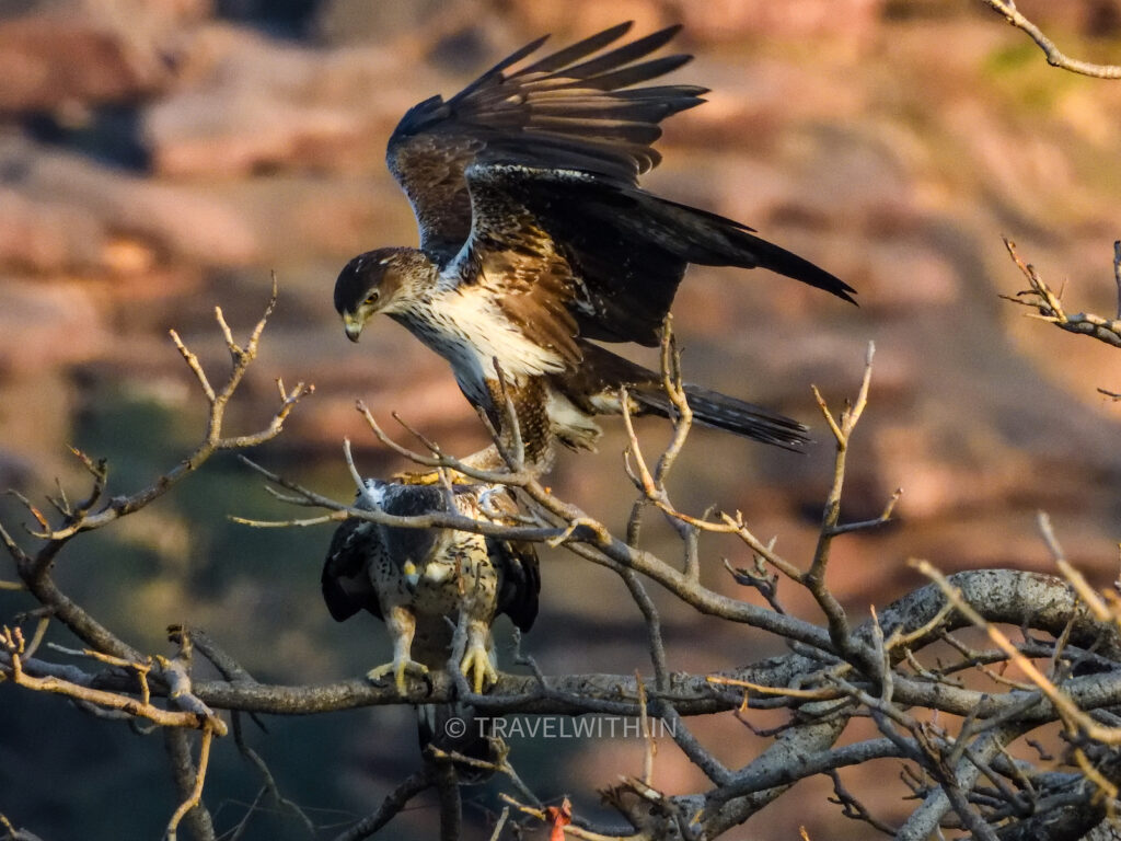 wild-kota-bonellis-eagle-mating-pair-travelwith