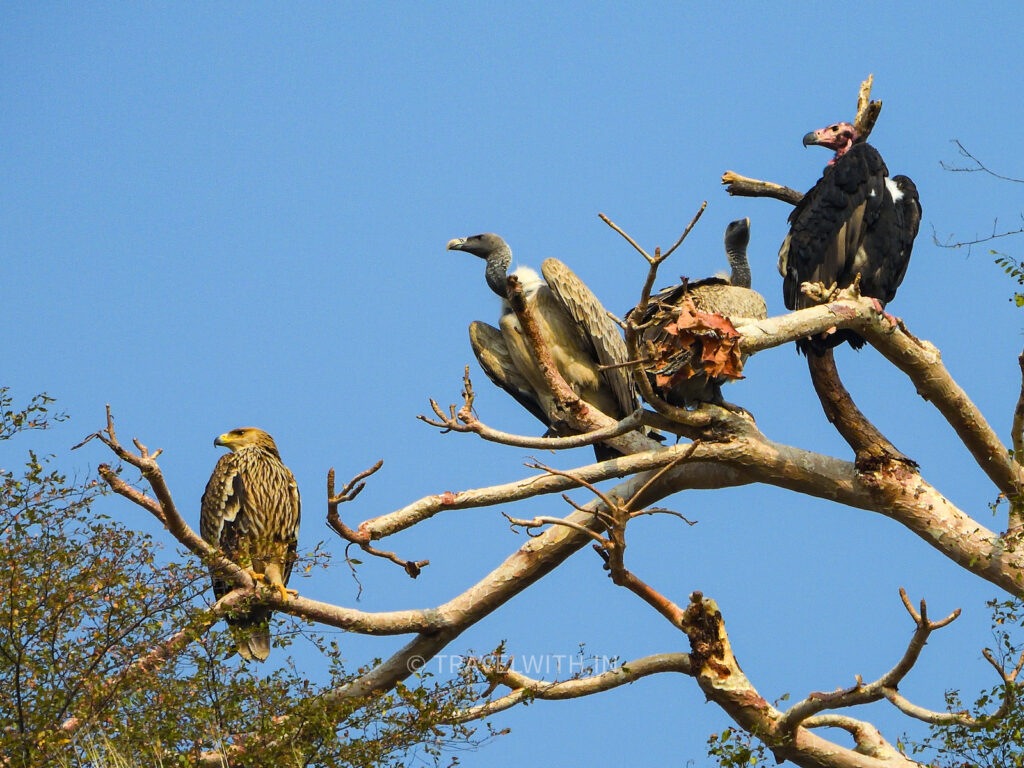 wild-kota-chambal-river-safari-king-vulture-indian-vulture-greater-imperial-eagle-travelwith