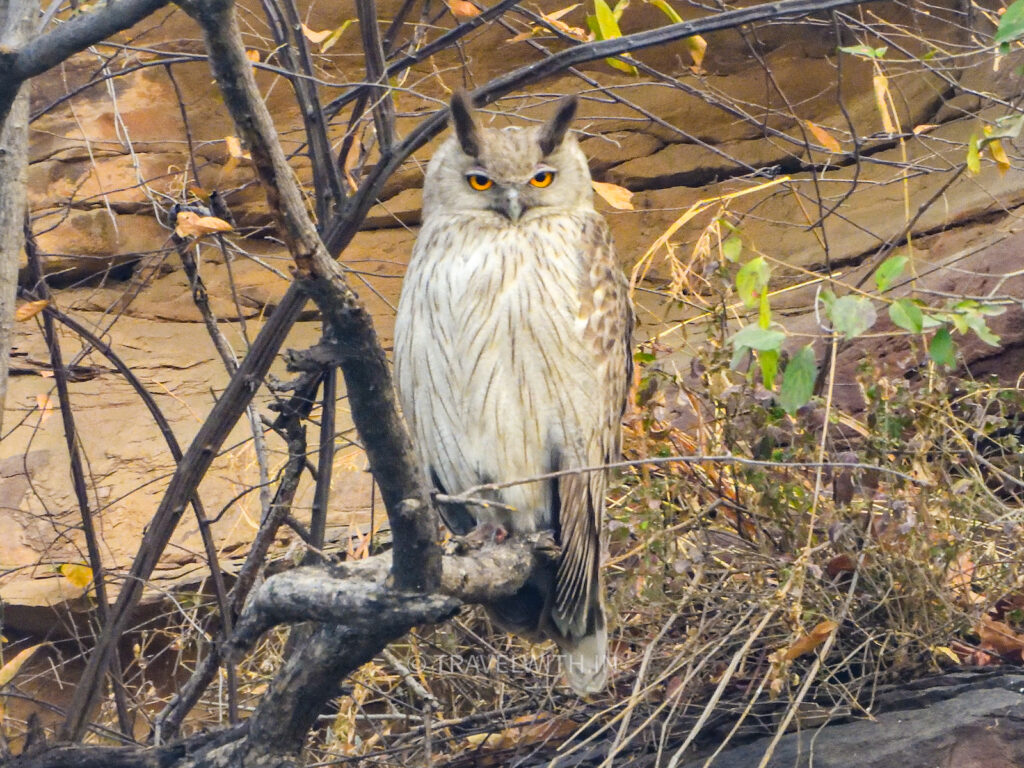 wild-kota-dusky-eagle-owl-birdwatching-chambal-travelwith