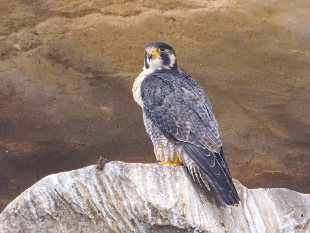wild-kota-peregrine-falcon-chambal-river-safari-travelwith