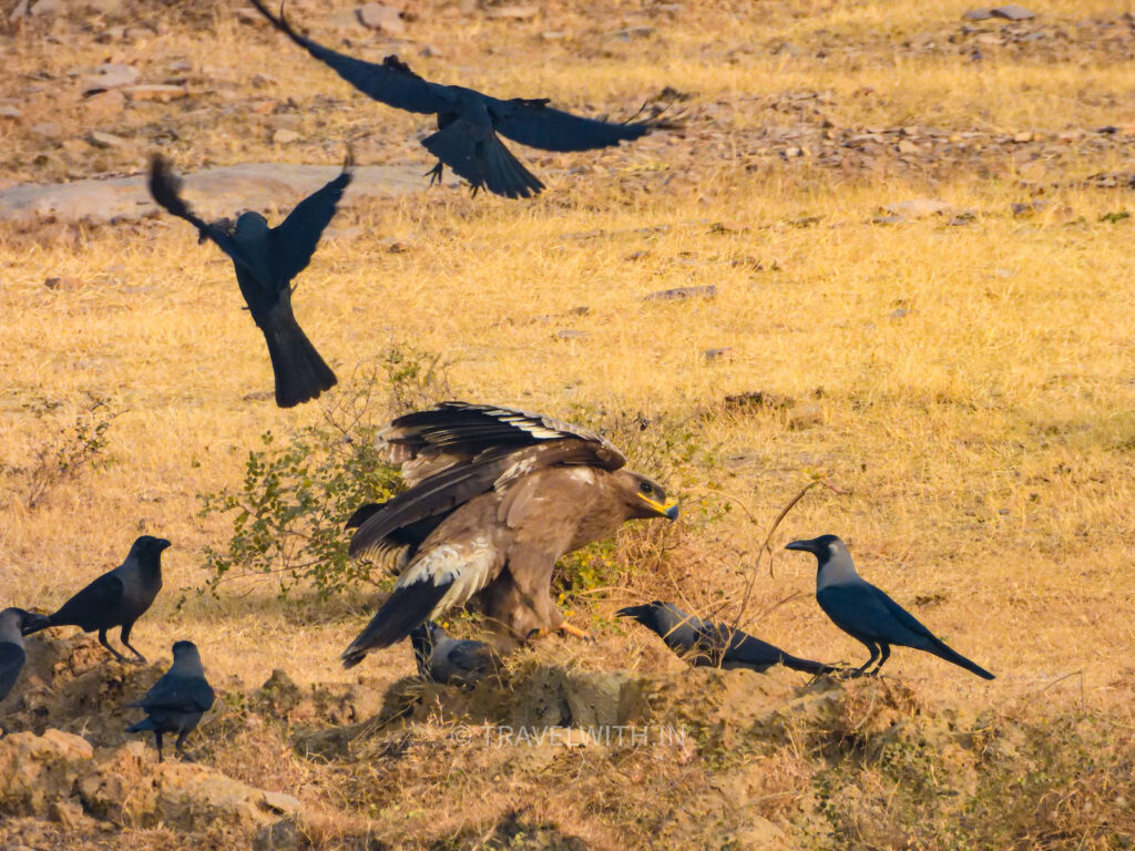 wild-kota-steppe-eagle-mobbed-by-crows-travelwith