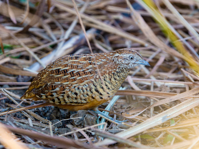 barred-button-quail-birding-near-agra-travelwith