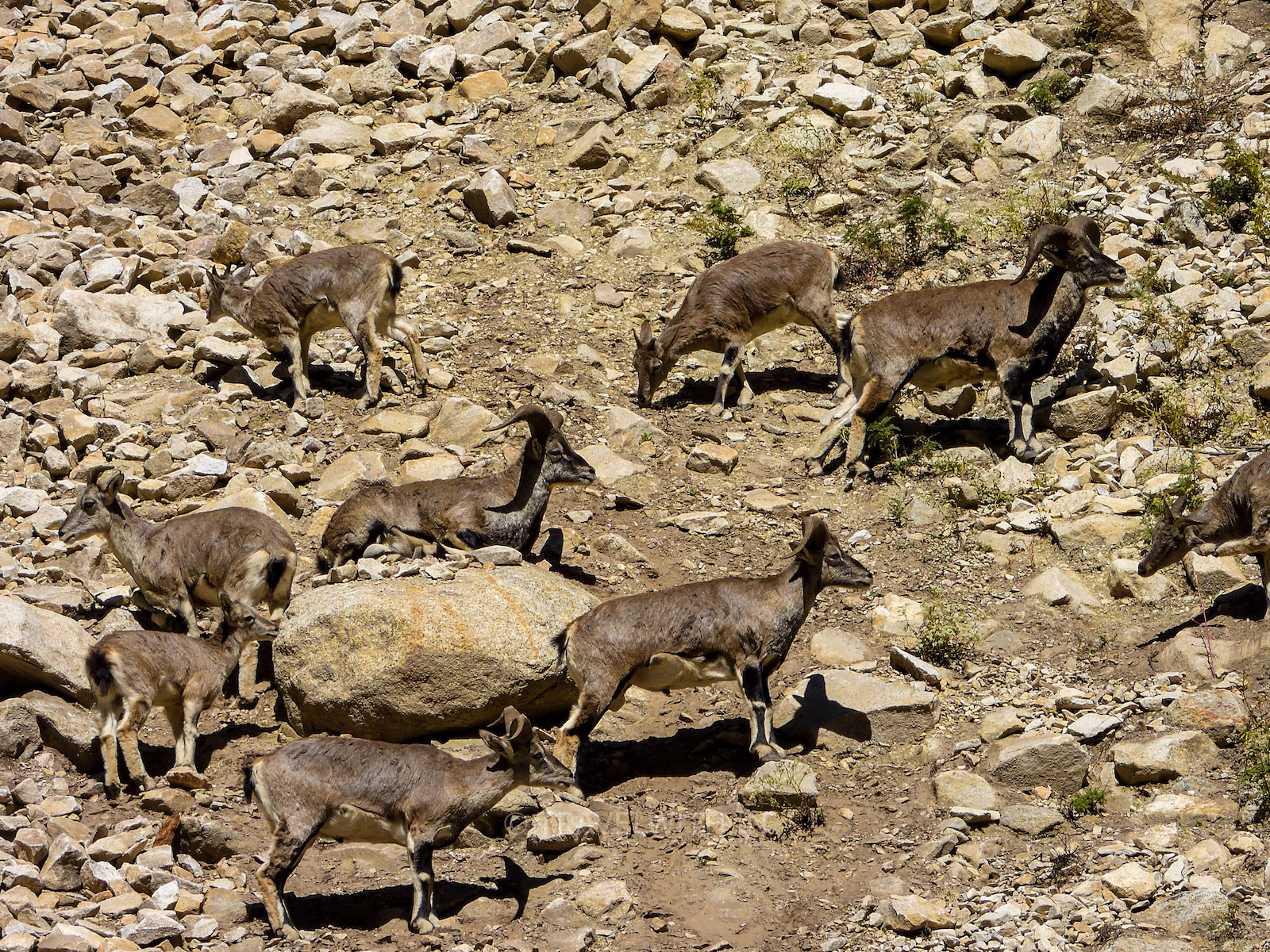 bharal-himalayan-blue-sheep-wildlife-gangotri-uttarakhand-travelwith