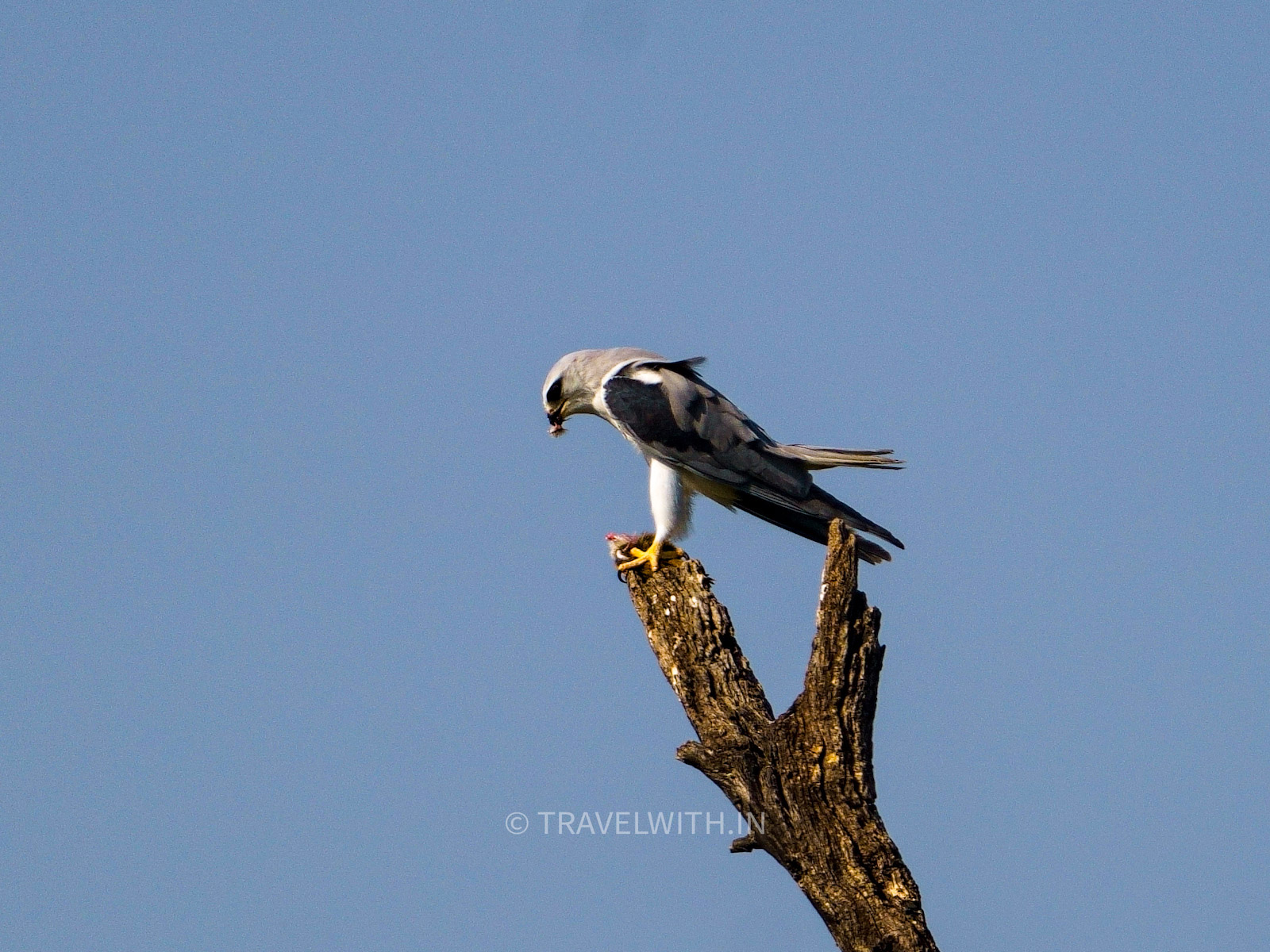 bharatpur-bird-sanctuary-black-winged-kite-with-kill-travelwith