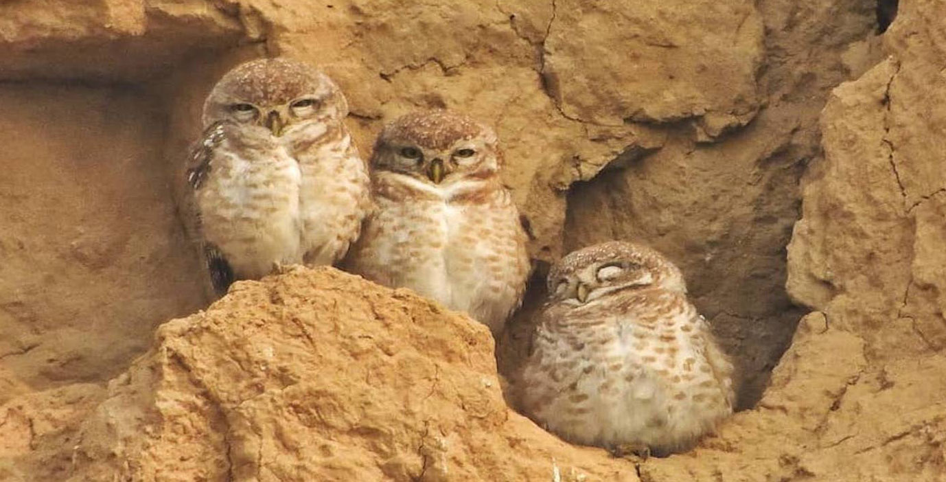chambal-river-safari-spotted-owlet-funny-looking-bird-travelwith