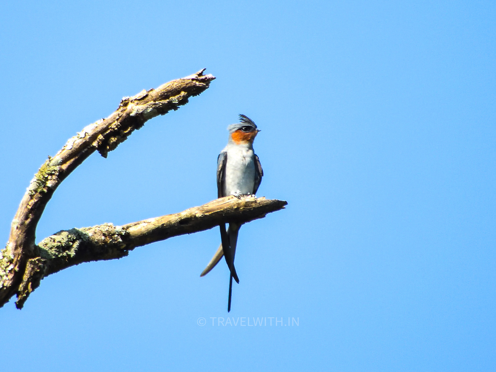 crested-tree-swift-birdwatching-in-bastar-chhattisgarh-travelwith