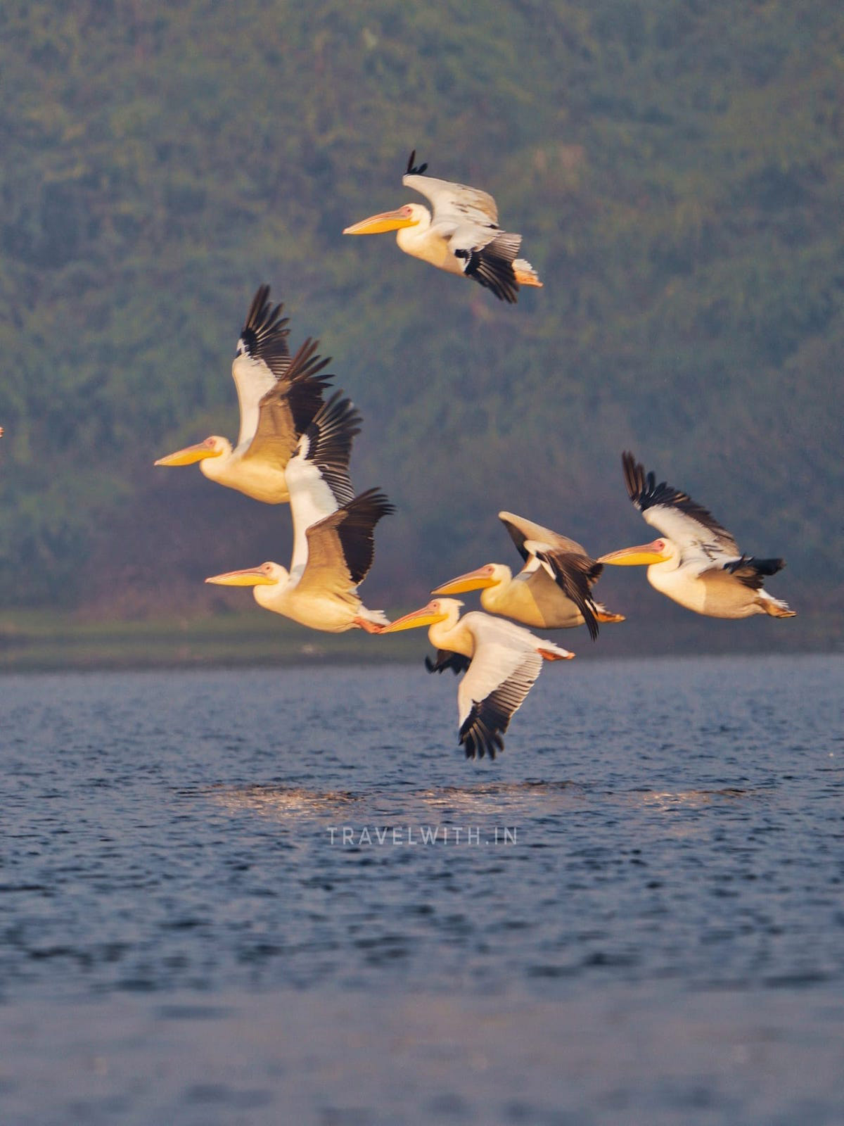 great-white-pelicans-kheetam-lake-sur-sarovar-bird-sacntuary-near-agra-travelwith