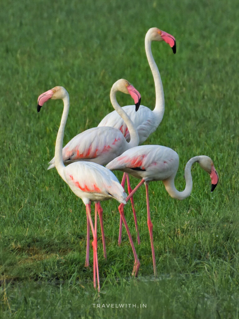 greater-flamingos-birdwatching-near-agra-uttar-pradesh-travelwith