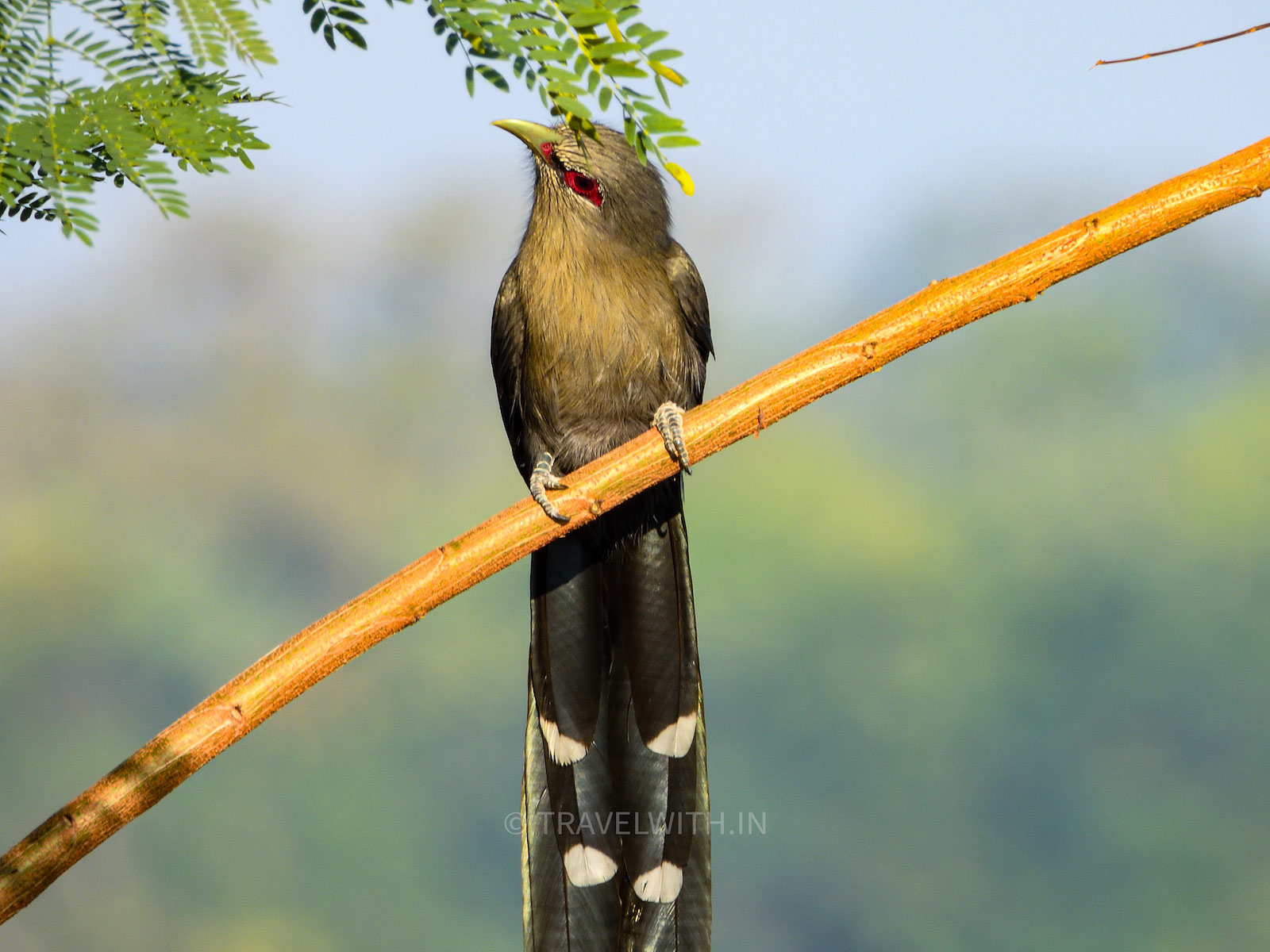 green-billed-malkoha-birdwatching-in-chitrakoot-waterfall-chhattisgarh-travelwith