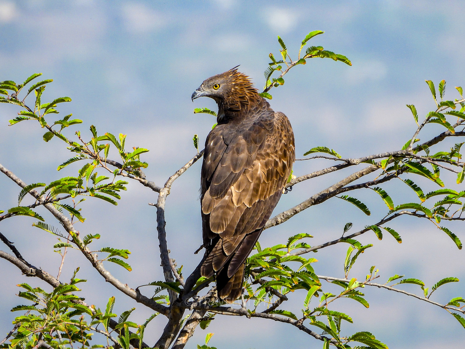 honey-buzzard-water-hole-census-kumbhalgarh-wildlife-sanctuary-rajasthan-travelwith