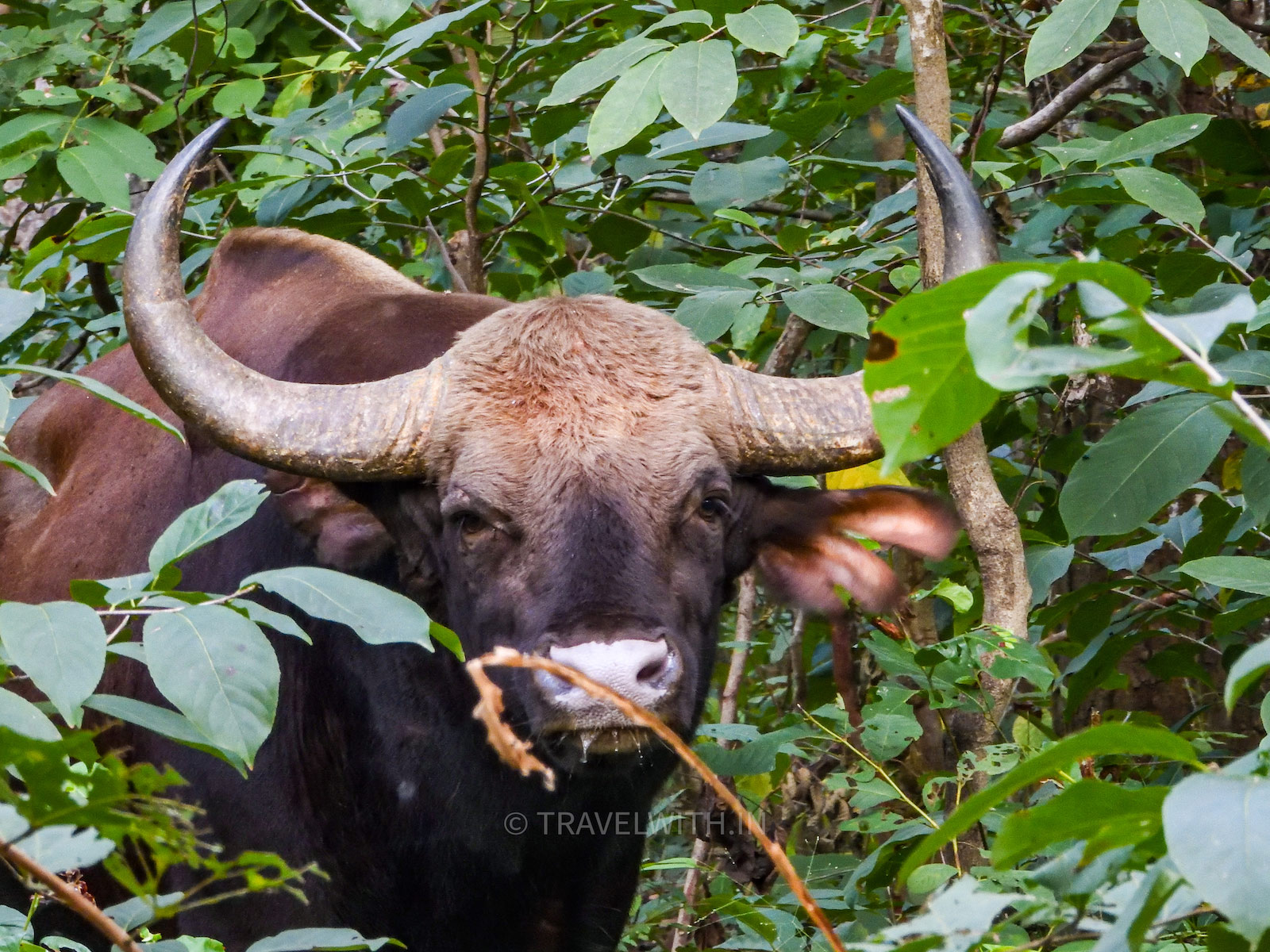 indian-bison-gaur-wildlife-tourism-jeep-safari-in-achanakmar-tiger-reserve-chhattisgarh-travelwith