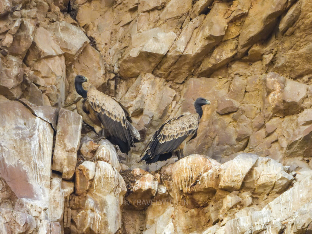 indian-vulture-endangered-bayana-birdwatching-near-agra-travelwith