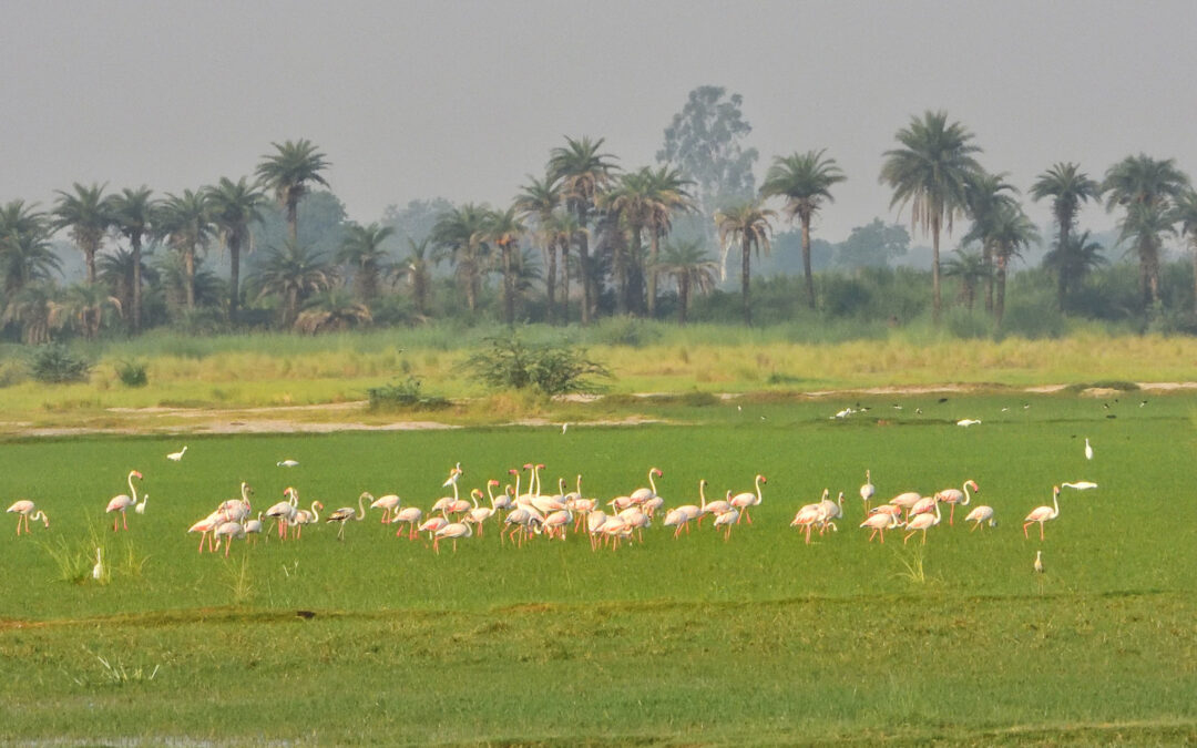 Wildlife Around Agra