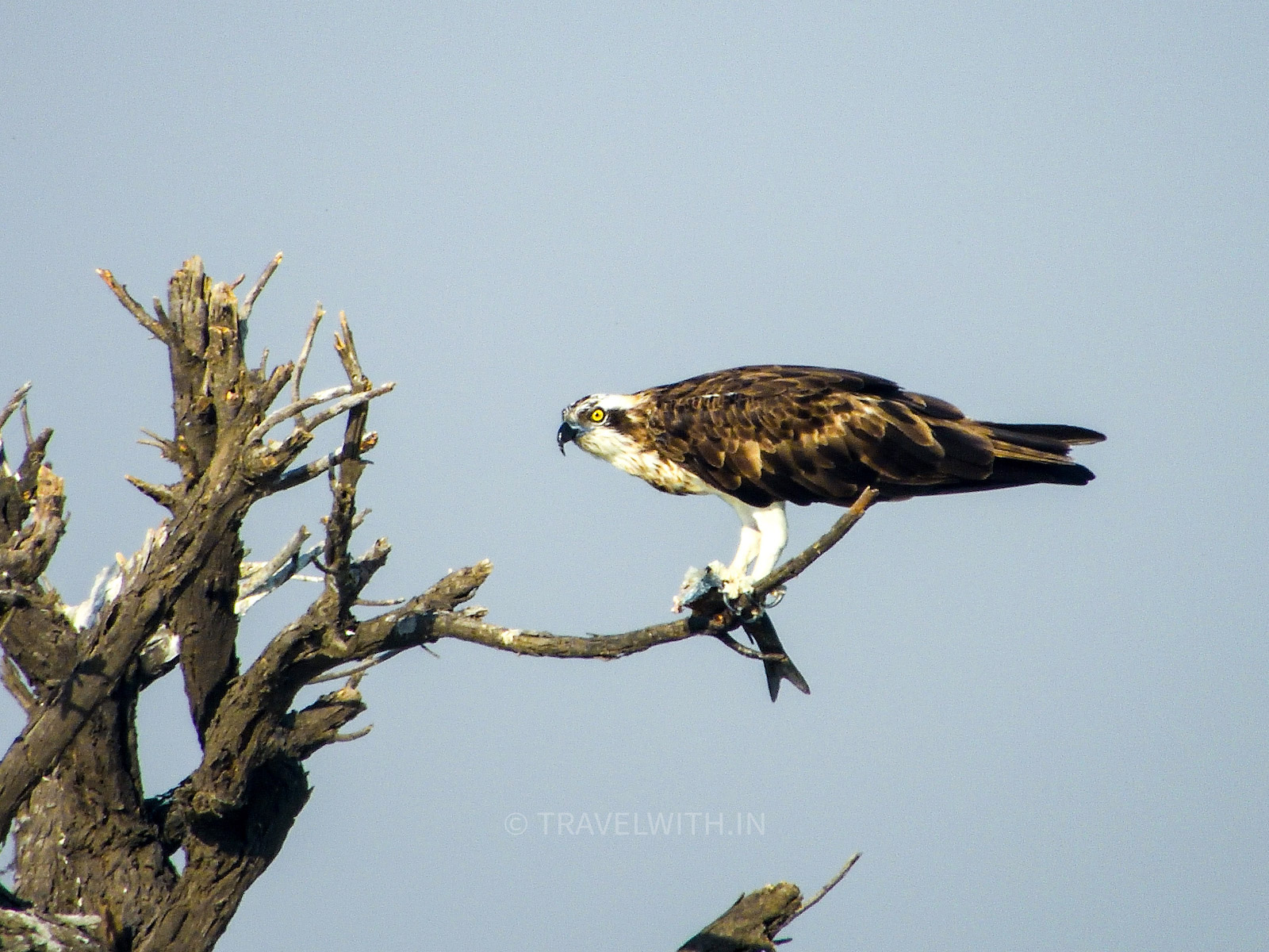 osprey-eating-fish-dholpur-birdwatching-near-agra-travelwith