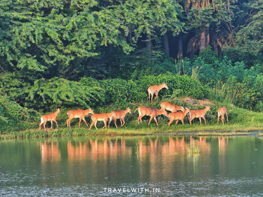 patna-bird-sanctuary-wetland-uttar-pradesh-nil-gai-travelwith