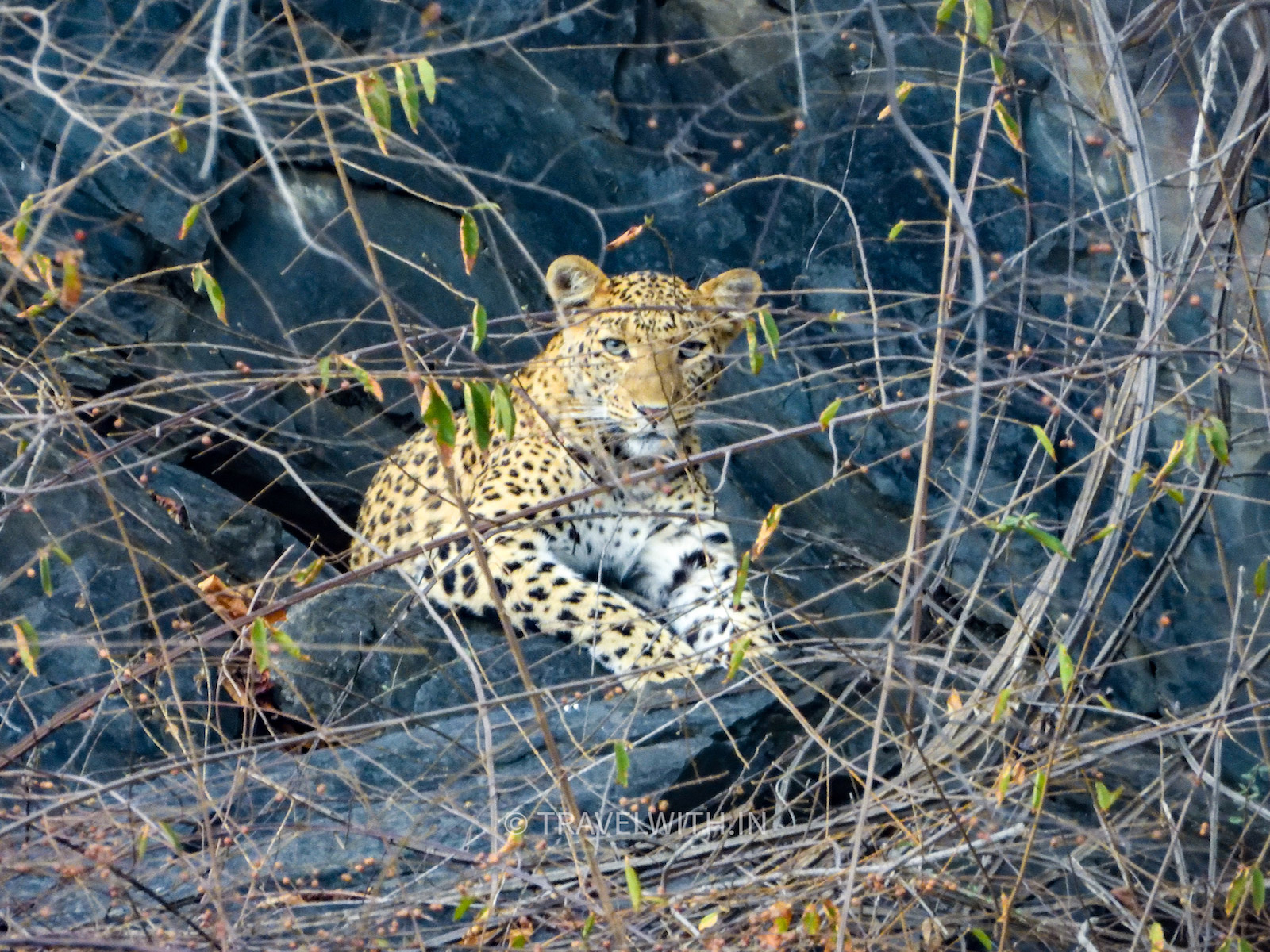 sariska-national-park-leopard-safari-travelwith