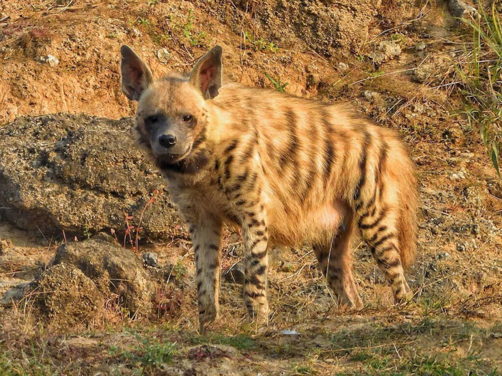 striped-hyena-chambal-river-safari-guided-tour-travelwith