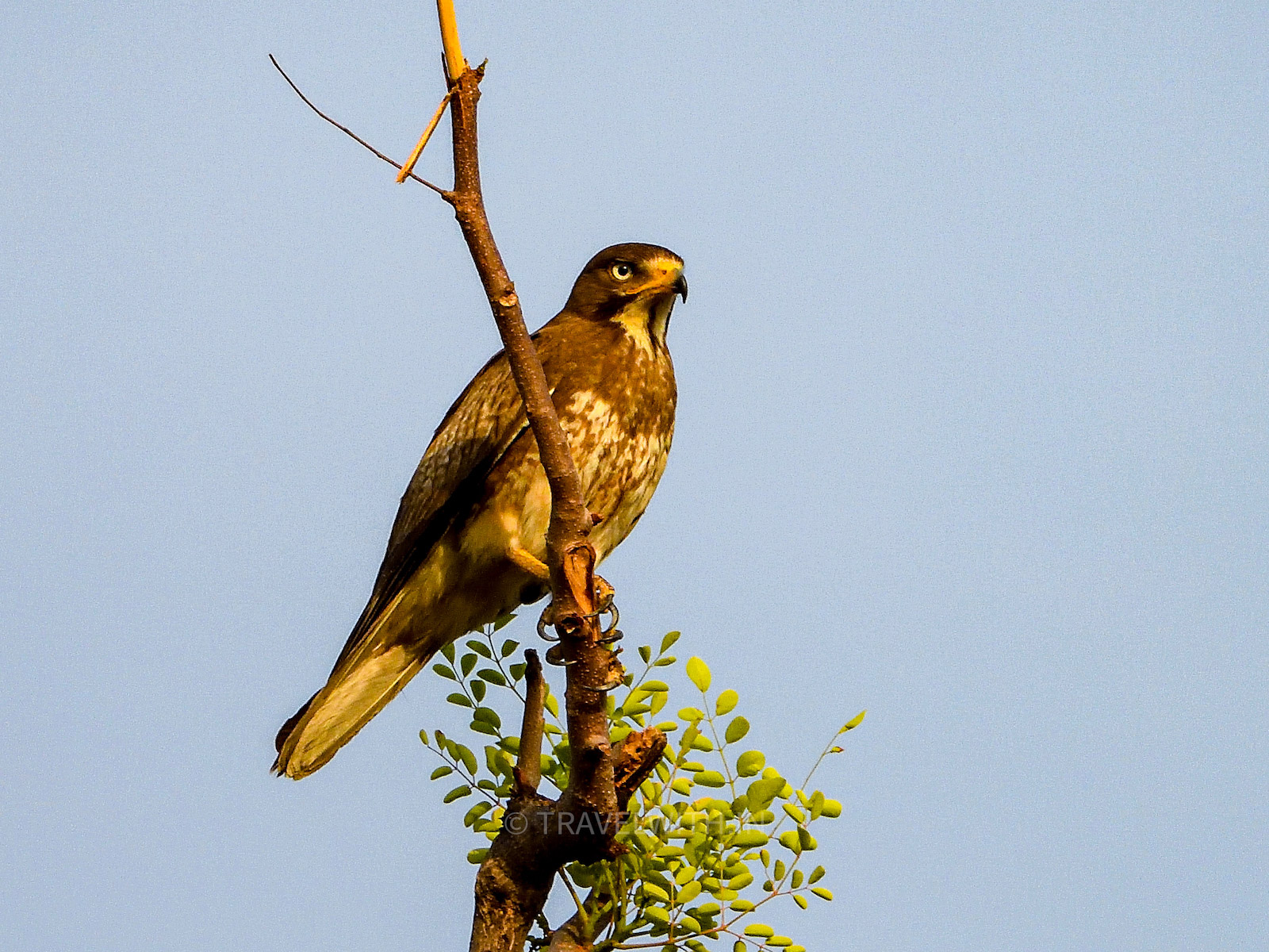 white-eyed-buzzard-birdwatching-kumbhalgarh-wildlife-sanctuary-travelwith