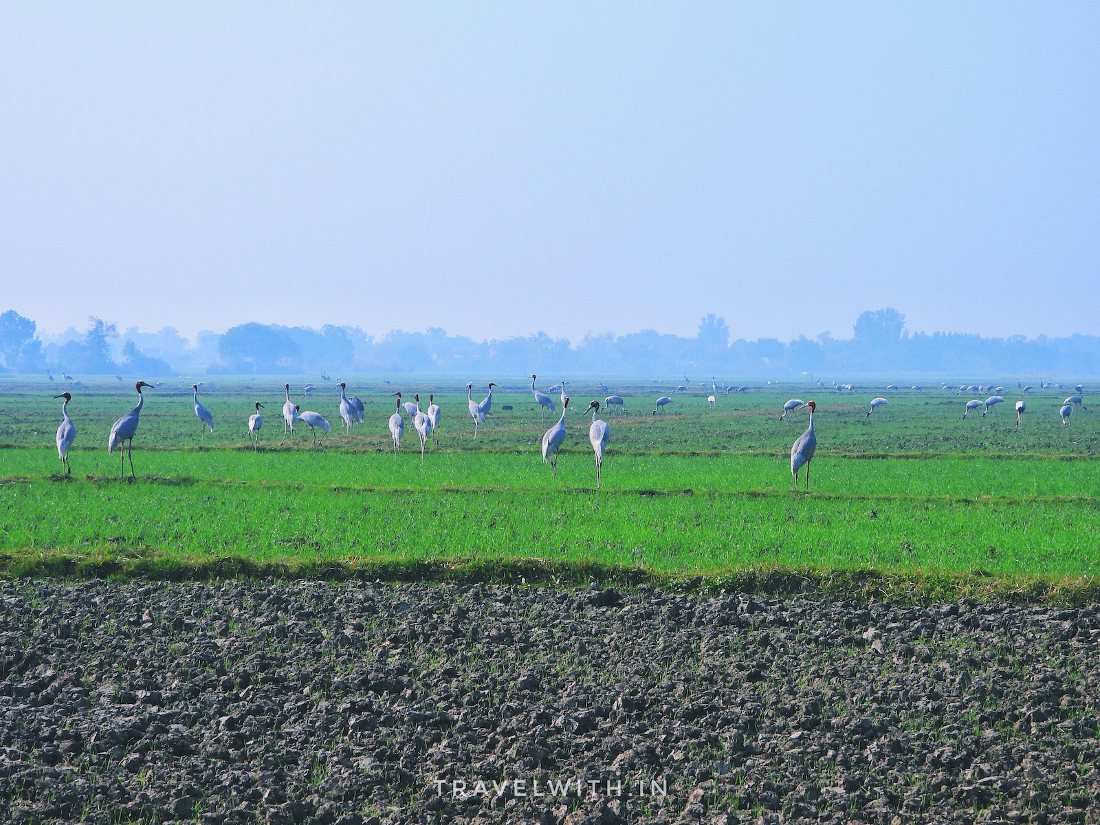 wildlife-around-agra-sarus-cranes-birdwatching-travelwith