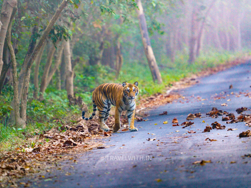 pilibhit-tiger-reserve-best-tiger-sightings-in-india-travelwith