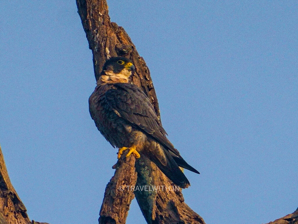 pilibhit-tiger-reserve-shaheen-falcon-birdwatching-rare-bird-travelwith