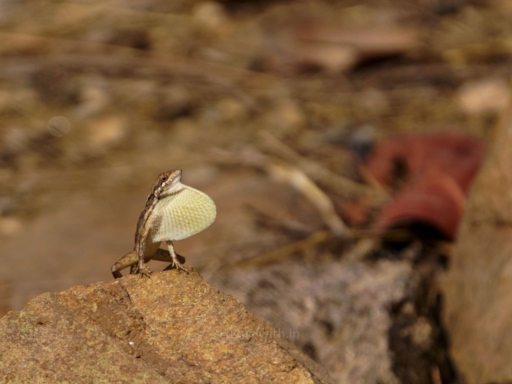 Fan-throated Lizard flashing his dewlap