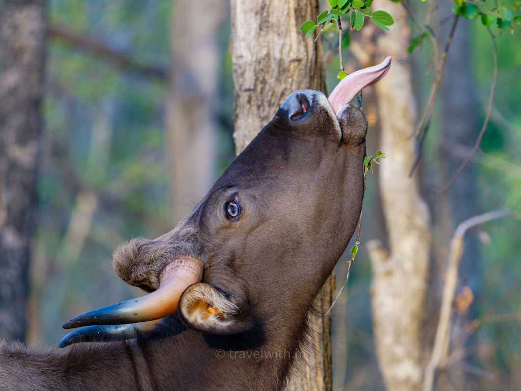 Indian Bison or Gaur