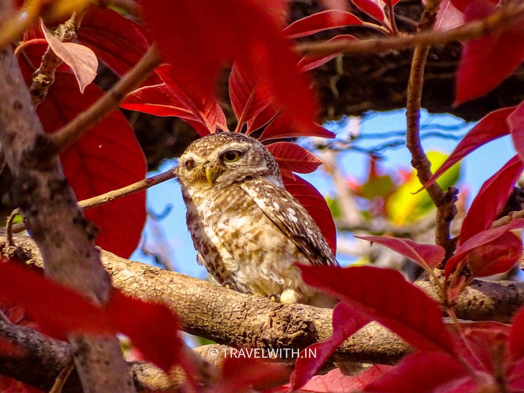 Spotted Owlet on a Mahua Tree