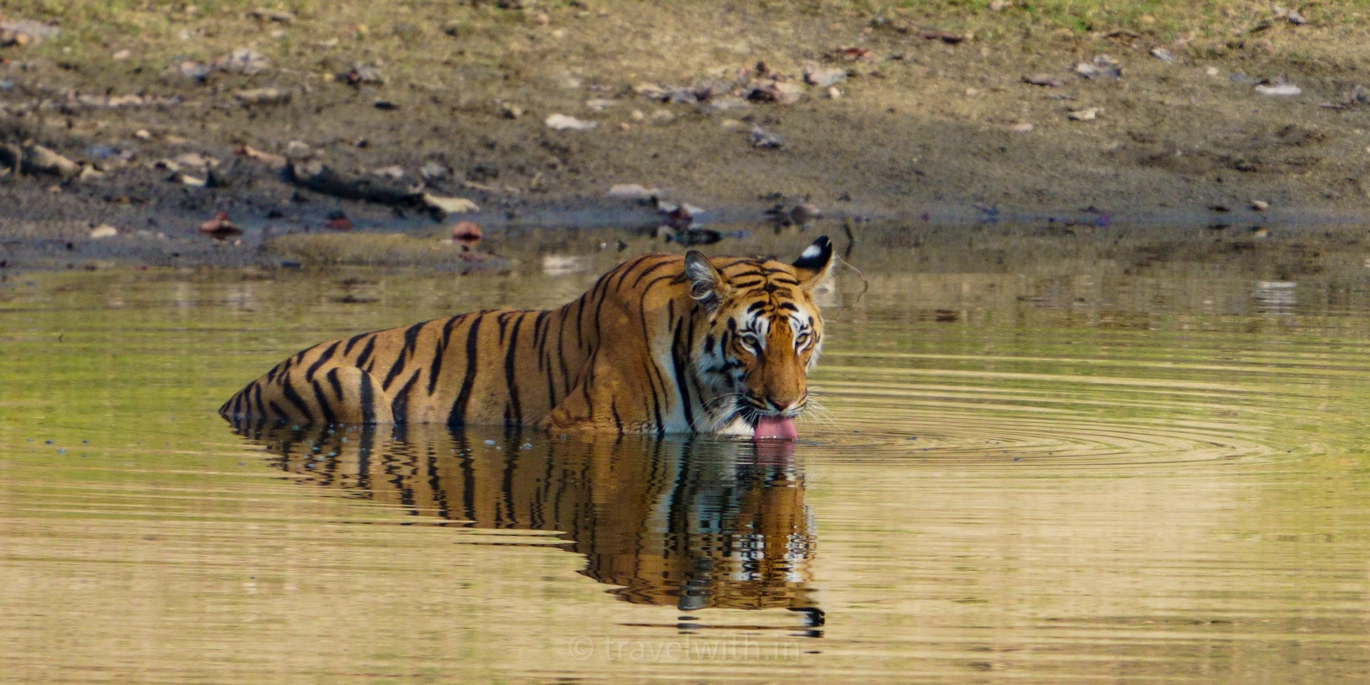 pench-national-park-tiger-sighting-turia-jamtara-jeep-safari-travelwith
