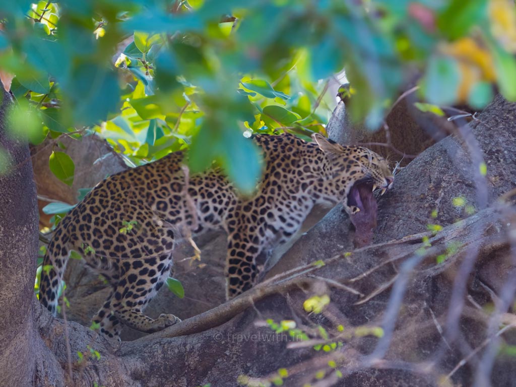 Leopard regurgitating fur-ball